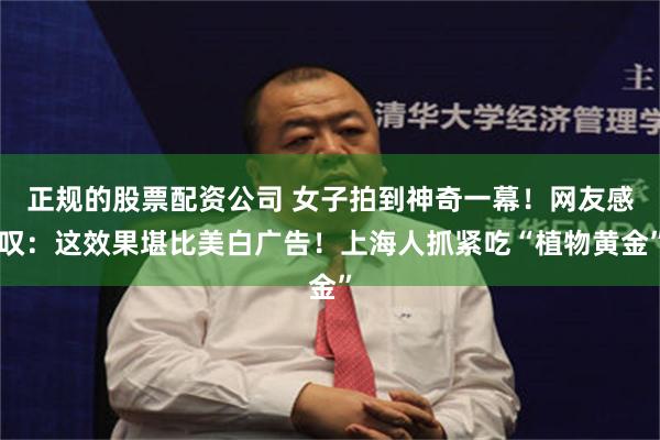 正规的股票配资公司 女子拍到神奇一幕！网友感叹：这效果堪比美白广告！上海人抓紧吃“植物黄金”