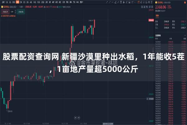 股票配资查询网 新疆沙漠里种出水稻，1年能收5茬，1亩地产量超5000公斤